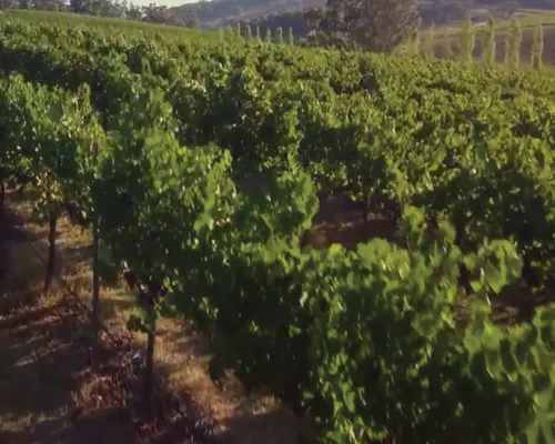 Vineyard displaying Loudoun County lifestyle